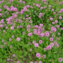 Phuopsis stylosa 2
